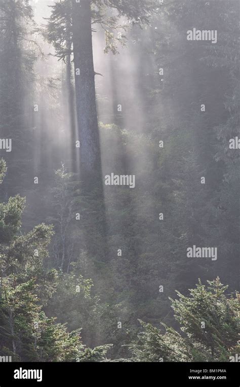 Rainforest, Pacific Rim National Park, Vancouver Island, British ...