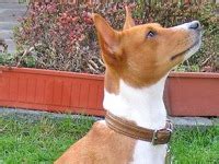 Nevada Basenji Rescue ― ADOPTIONS ― RescueMe.Org