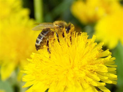 Bees hold pollen in the perfect place for plants - Earth.com