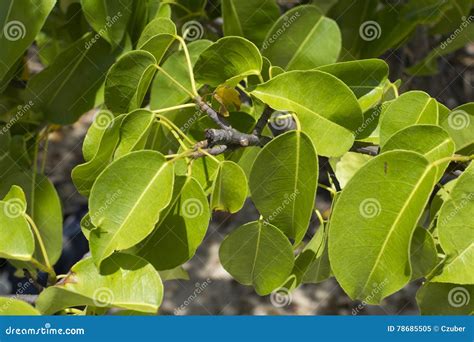Closeup Leaves of Deadly Manchineel Tree Stock Image - Image of isla, fresh: 78685505