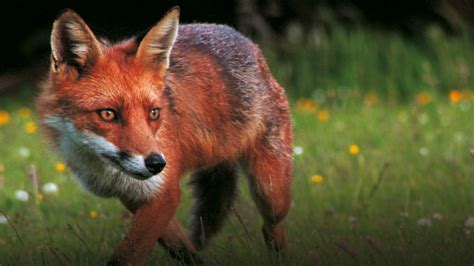 10 reasons foxes come into your garden (and what to do about it) - Fox ...