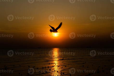 Landscape of seagulls flying during sunset in the evening. 7010318 Stock Photo at Vecteezy