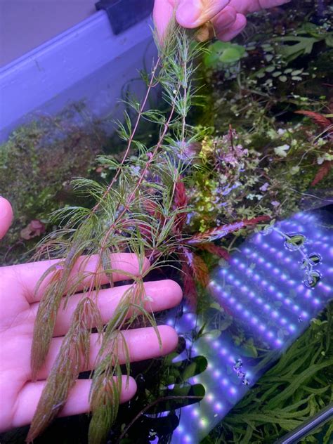 Hornwort Aquarium Plant, Furniture & Home Living, Gardening, Plants ...