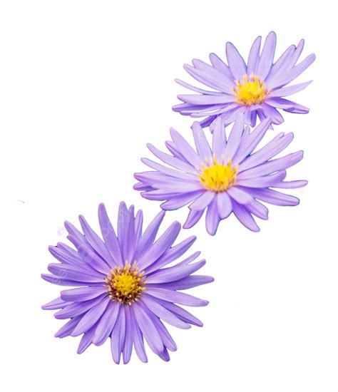 Purple Daisy, Purple, Daisy, Flowers PNG Transparent Image and Clipart ...