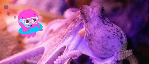 Ask a biologist: why are Octopuses so cool? | Octopus Energy