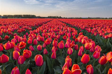 Tulip fields around Lisse, South Holland, The Netherlands, Europe stock ...