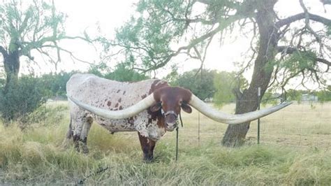 West Texas longhorn unofficially breaks Guinness world record for ...