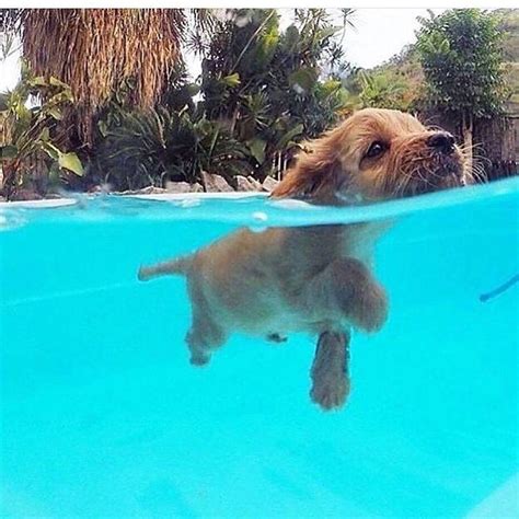 Labrador Retriever Learning To Swim | Dog Breed Information