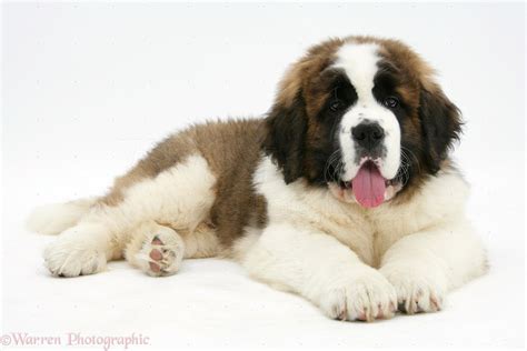 Puppy World: St Bernard Puppy Pictures