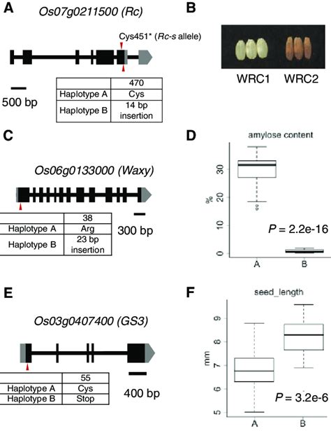 Haplotype analysis for genes related to seed phenotypes. (A) Gene ...