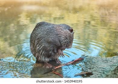 Muskrat Natural Habitat Closeup Stock Photo (Edit Now) 1406691116