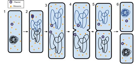 Image: Binary Fission 2