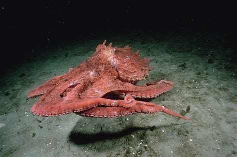 Giant Pacific Octopus Size Comparison