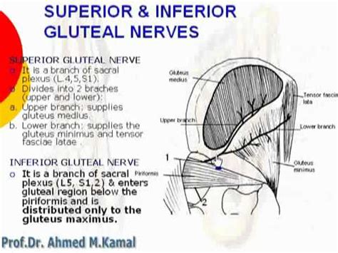 Superior Gluteal Nerve