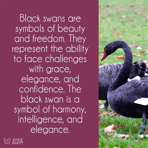 Black Swan Symbolism: The 4 Meanings Behind The Mysterious Swan - Joyce Elliott