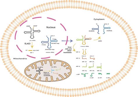 Biogenesis and classification of tRNA-derived small RNAs... | Download Scientific Diagram