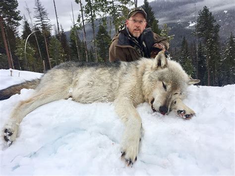 Montana Trophy Gray Wolf Hunt