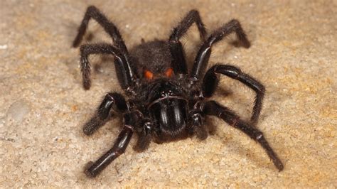 Top 10 Most Dangerous Australian Spiders Australian G - vrogue.co