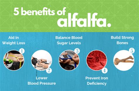 Life Grip: 5 Surprising Health Benefits of Alfalfa - Life Grip