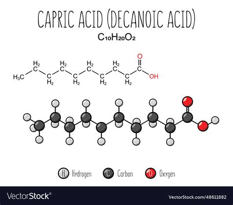 Capric acid skeletal structure and flat model Vector Image