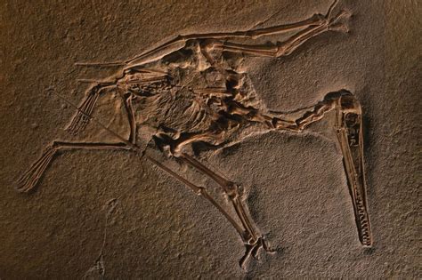 This fossil of the pterosaur Pterodactylus kochi is preserved in limestone. Fossils of ...