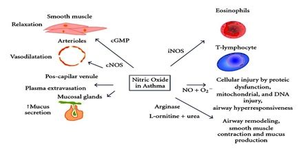 Effects and Uses of Nitric Oxide - Assignment Point