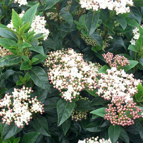 Viburnum Coppertop™ - Johnson Nursery Corporation