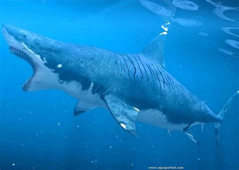 The Megalodon could be back ! - World News - #PopHatesFlops