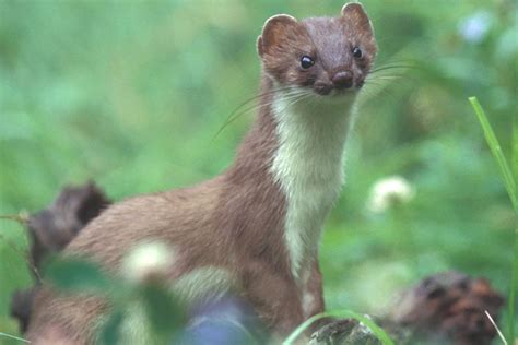 Stoat - Peoples Trust for Endangered SpeciesPeoples Trust for ...