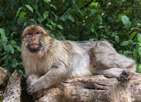 Monkeying around with Barbary Macaques