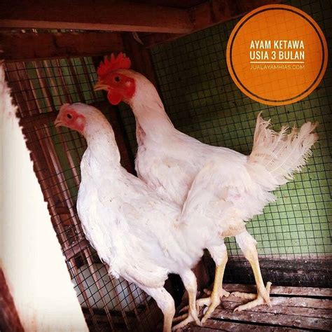 Ayam Ketawa Hatching Eggs: Unique Sound Hen’s Ability To Hatch Eggs