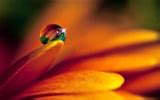 HD Wallpaper Blumen und Wassertropfen #1 - 1366x768 Wallpaper herunterladen - HD Wallpaper ...