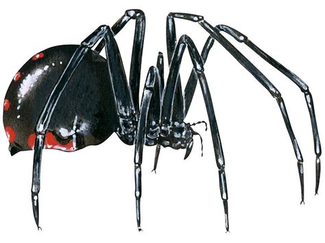 9 of the World’s Deadliest Spiders | Britannica