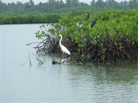 Inserting Places For Tourism In Sir: Negombo Lagoon