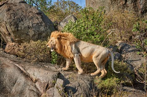 travel4pictures | strong Serengeti lions, 2015