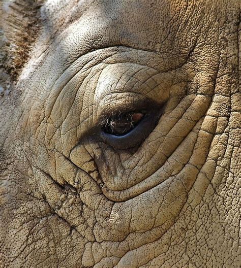 Eye Of The Rhino by RickDavis | Wildlife artwork, Animal close up ...