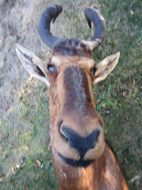 Antelope Taxidermy Head for Wall Mount at 1stDibs | mounted antelope head, antelope head mounts ...