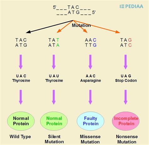 Difference Between Point Mutation and Frameshift Mutation | Definition ...