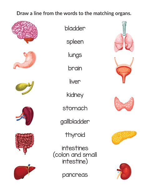 Printable Human Organs - Body Organs Worksheets And Online Exercises / - Laurenclipart07