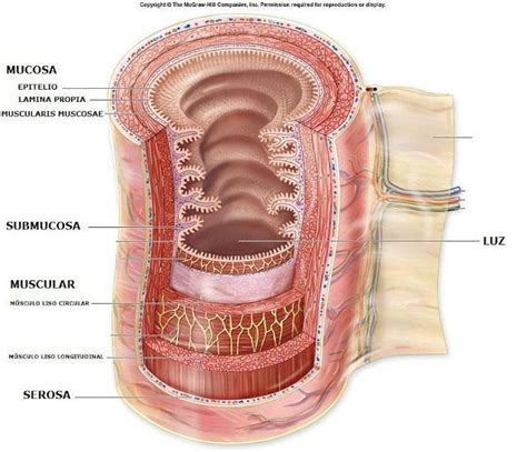 Medicine Notes, Vet Medicine, Human Body Anatomy, Human Anatomy And Physiology, Surgical ...