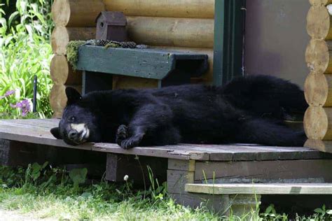 Black Bear in the Smoky Mountains Goes for a Swim in Cabin’s Hot Tub