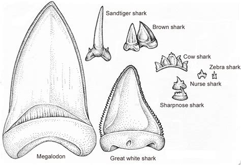 Ancient Shark Teeth Identification