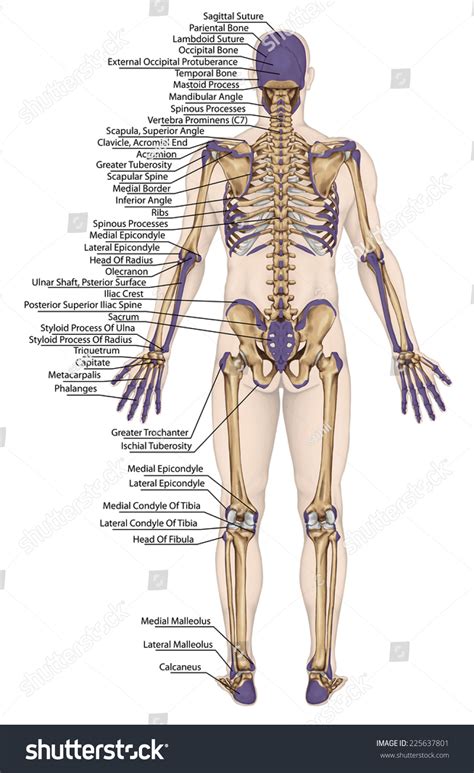 Anatomical Body Human Skeleton Anatomy Human Stock Illustration ...