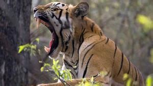 Wild India - National Geographic Channel - International