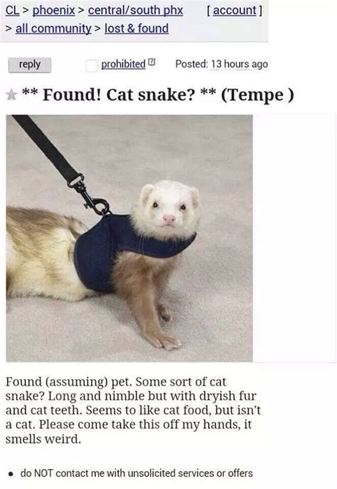 Cat snake - Meme Guy