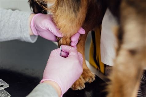 4 Side Effects of Deworming a Dog | RexiPets