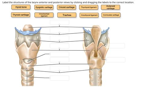 SOLVED: Label the structures of the larynx in anterior and posterior views by clicking and ...