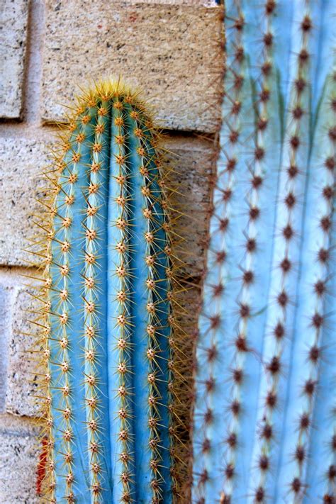 Blue cactus. Perfection | Cactus, Cactus plants, Cactus flower