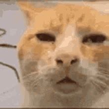 Huh Cat Meme - Huh cat - Discover & Share GIFs