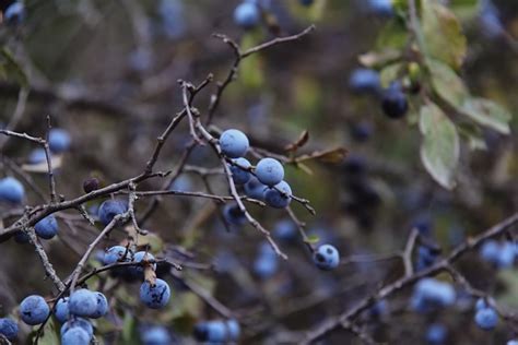 Blackthorn Berries - Free photo on Pixabay - Pixabay